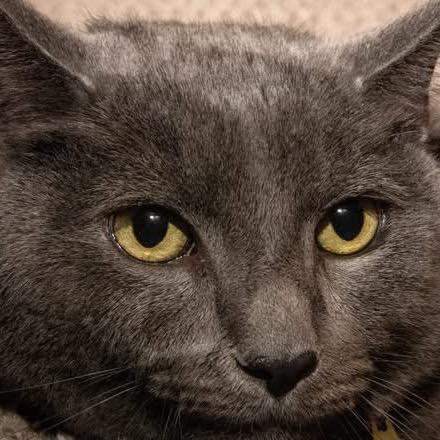 Totoro (Dexter-Silver), a Adoptable Domestic Short Hair in Santa Fe, TX image 2/4