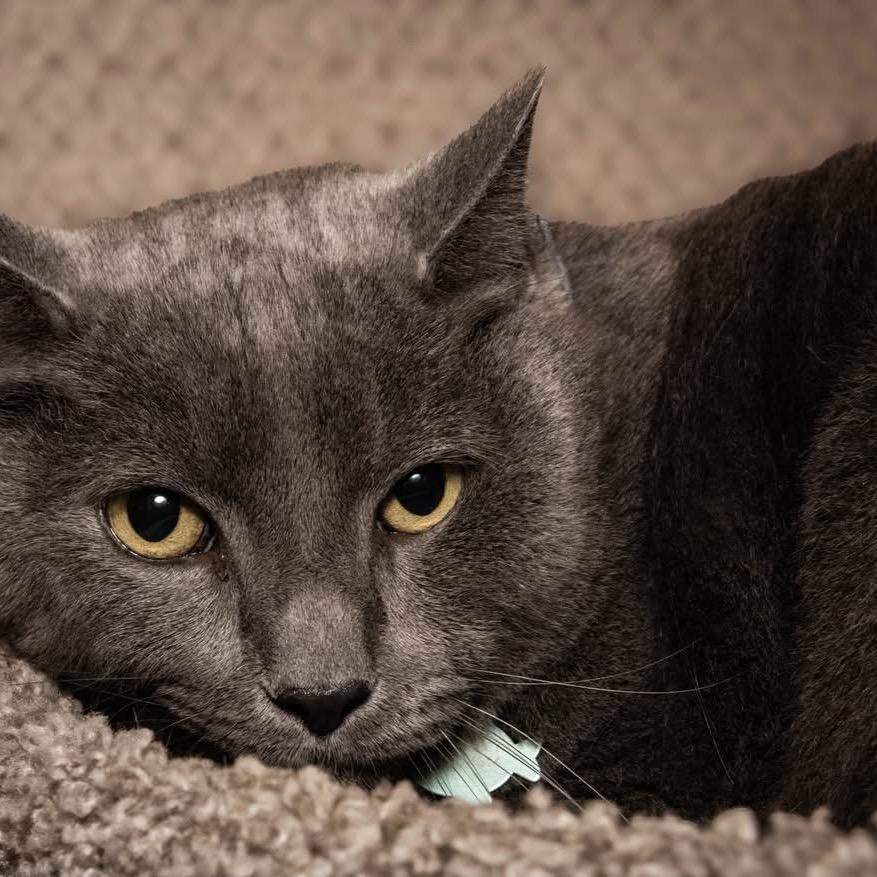 Totoro (Dexter-Silver), a Adoptable Domestic Short Hair in Santa Fe, TX image 4/4