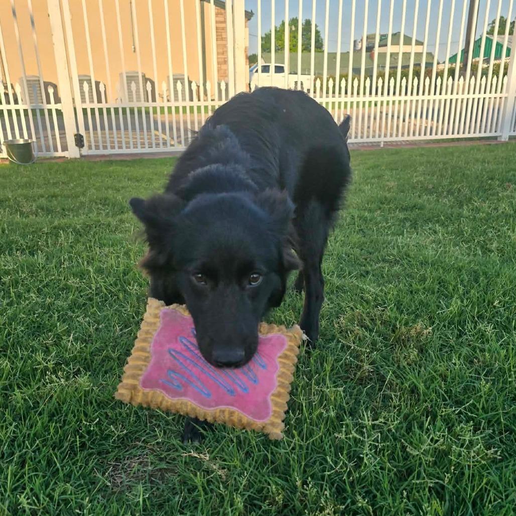 Clover, Adoptable, Young Female German Shepherd Dog & Mixed Breed.