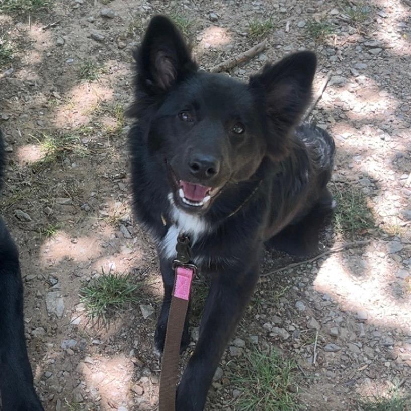 Clover, a Adoptable mixed breed in Tulsa, OK image 2/6
