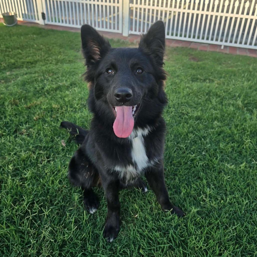 Clover, a Adoptable mixed breed in Tulsa, OK image 4/6