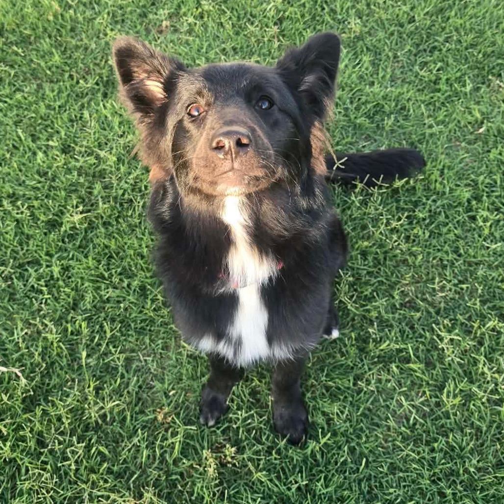 Clover, a Adoptable mixed breed in Tulsa, OK image 5/6