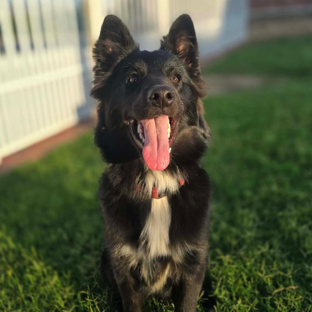 Clover, a Adoptable mixed breed in Tulsa, OK image 6/6