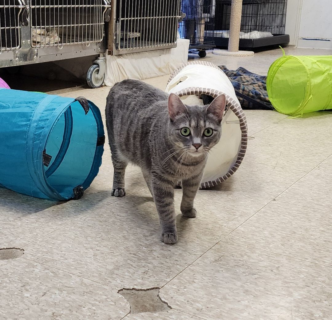 Enlarge Daisy, a Adoptable Tabby in Washingtonville, NY image 1/4