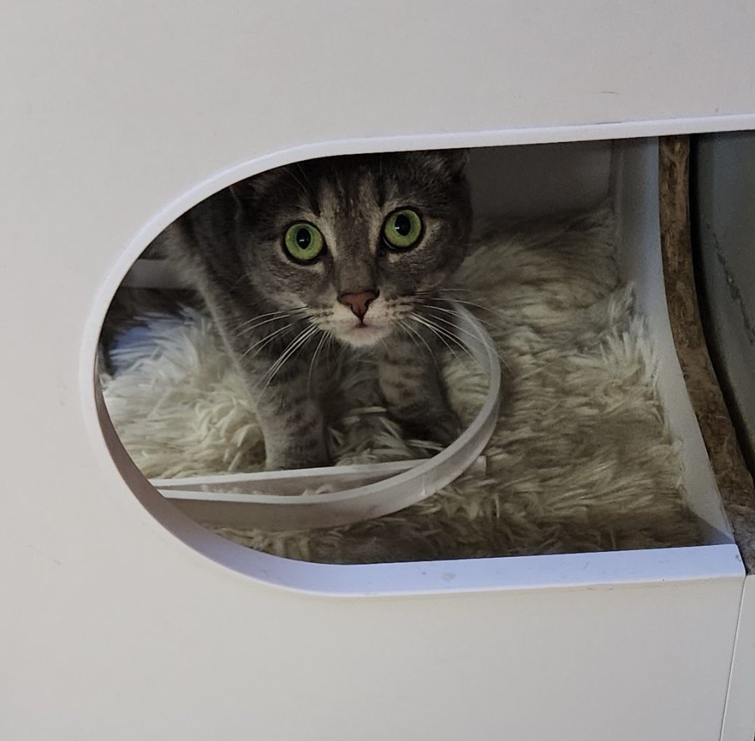 Enlarge Daisy, a Adoptable Tabby in Washingtonville, NY image 2/4