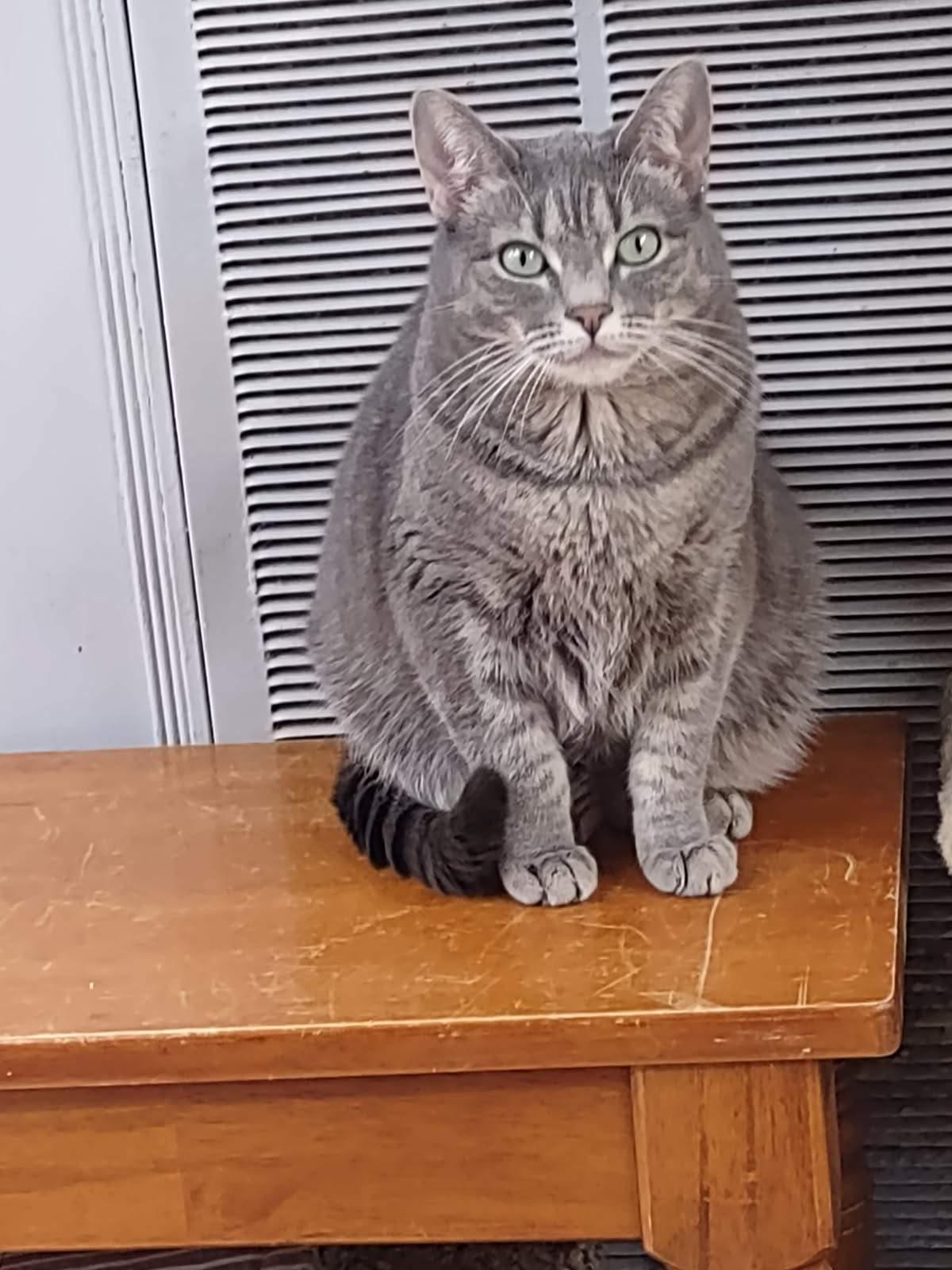 Enlarge Daisy, a Adoptable Tabby in Washingtonville, NY image 3/4