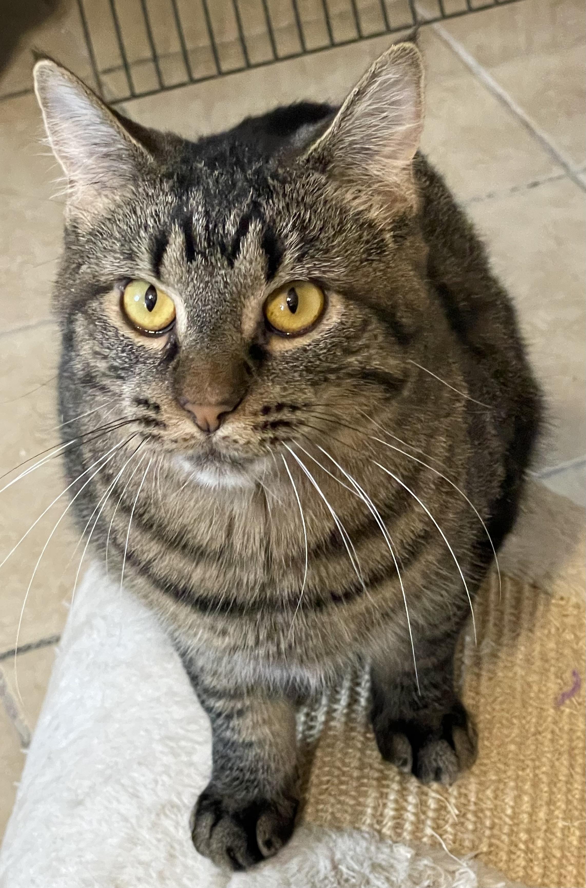 Enlarge Taylor, a Adoptable Tabby in Lacon, IL image 5/5