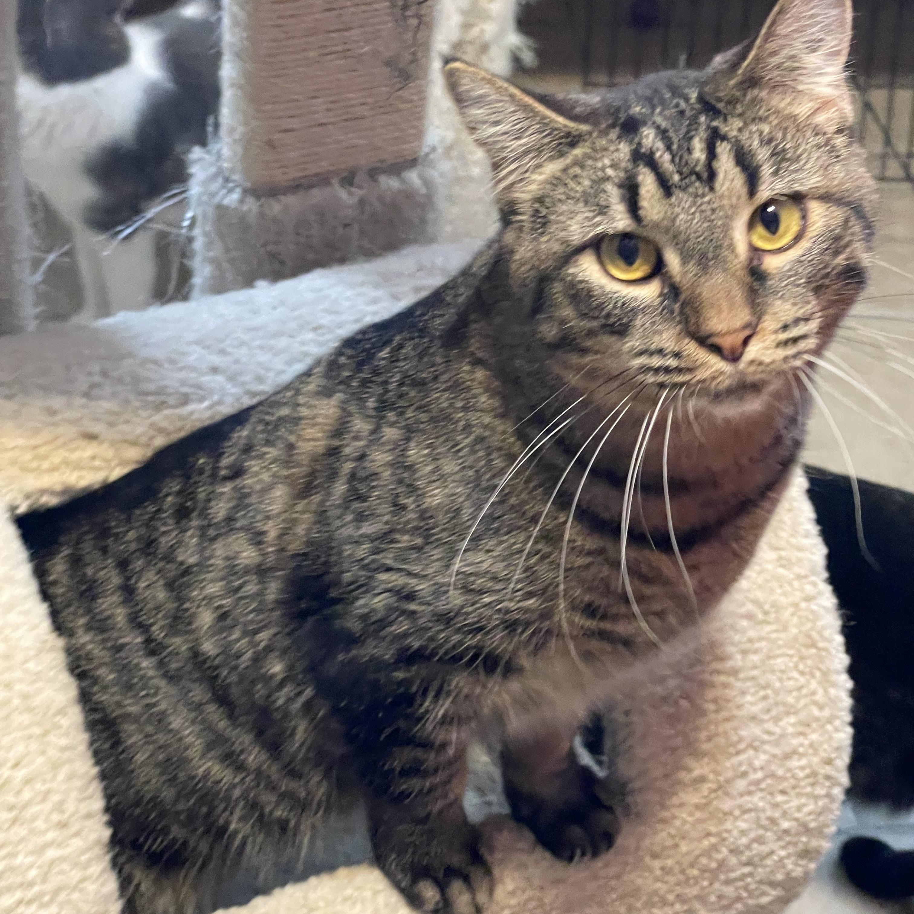 Enlarge Taylor, a Adoptable Tabby in Lacon, IL image 4/5