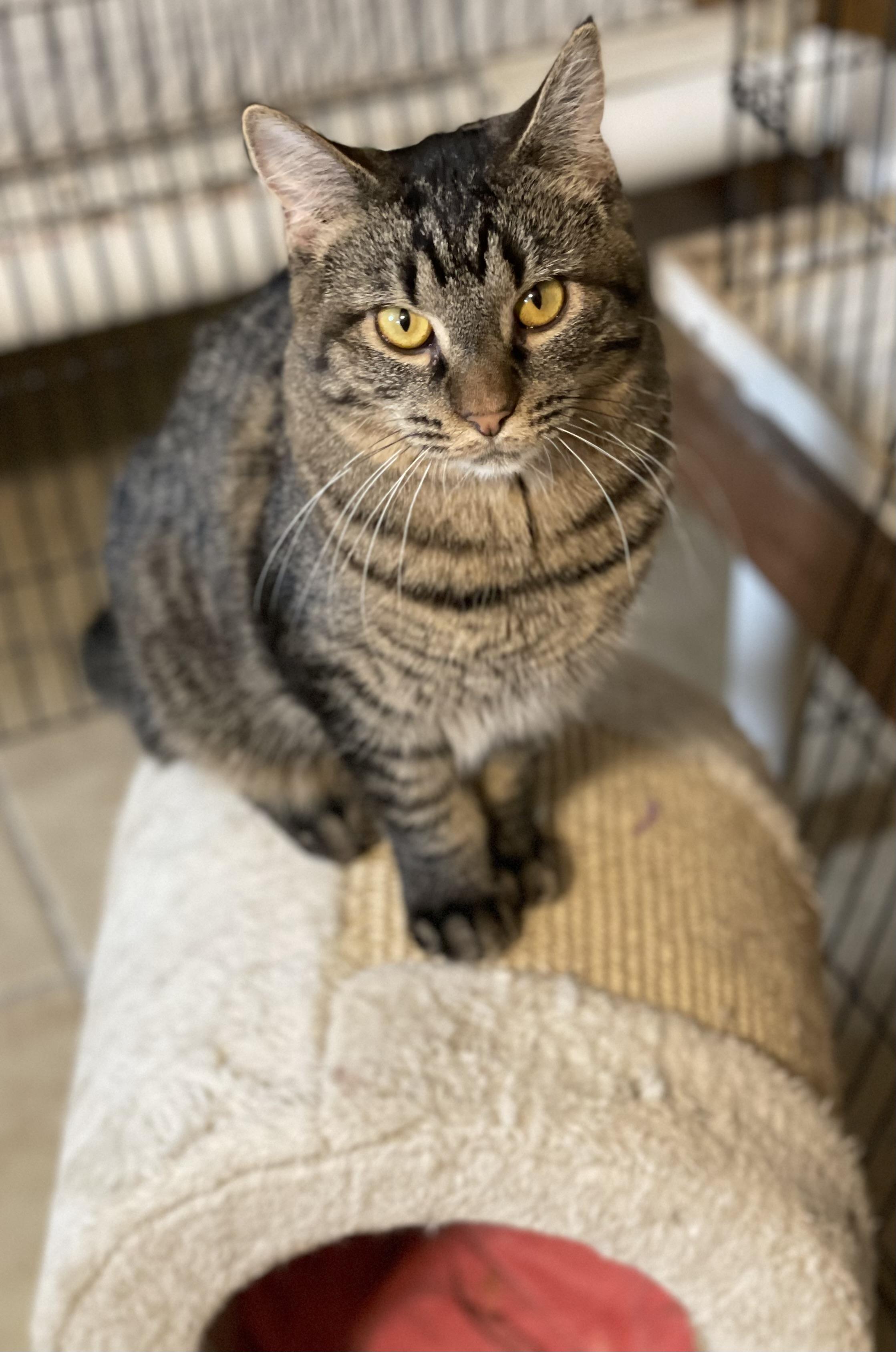 Enlarge Taylor, a Adoptable Tabby in Lacon, IL image 1/5