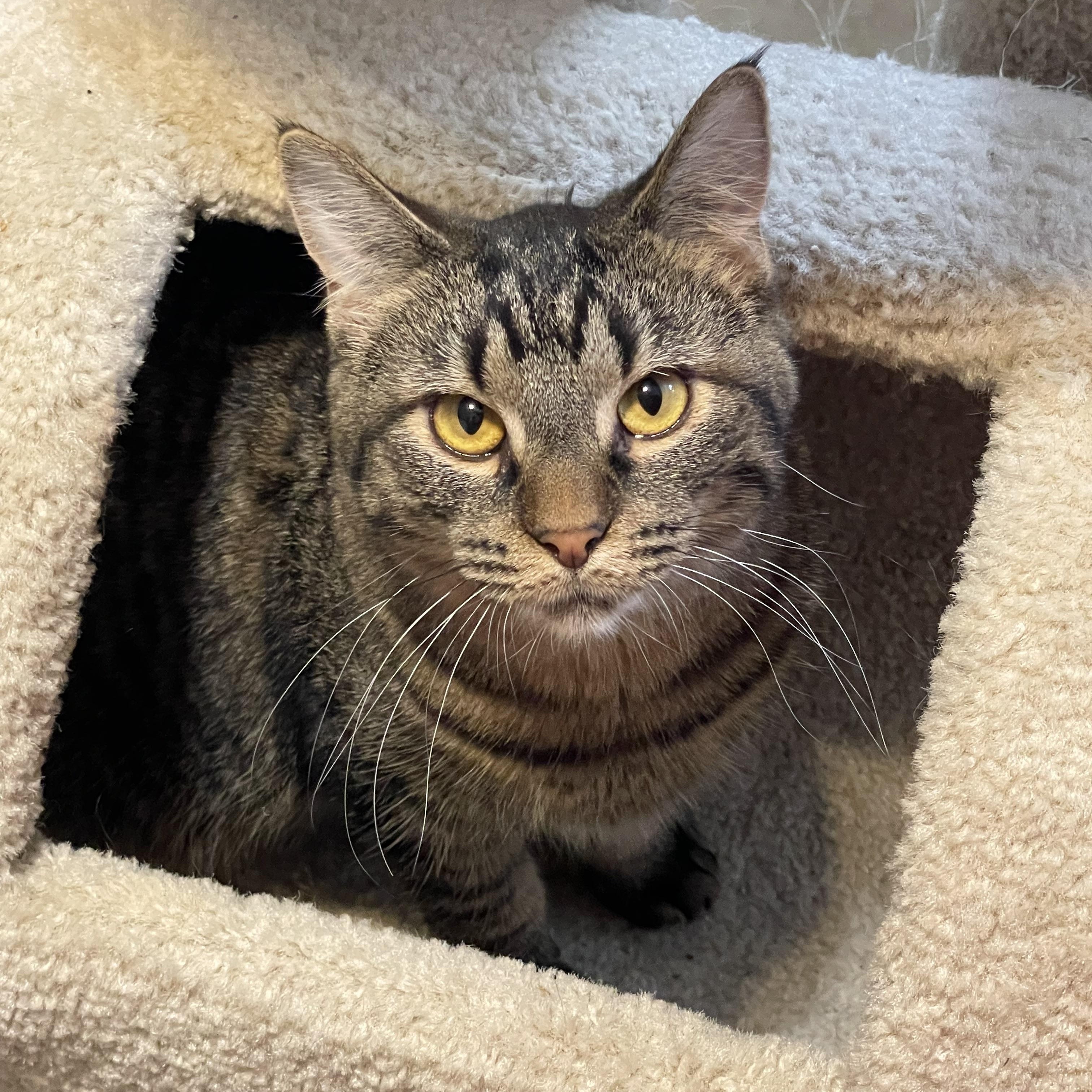 Enlarge Taylor, a Adoptable Tabby in Lacon, IL image 3/5