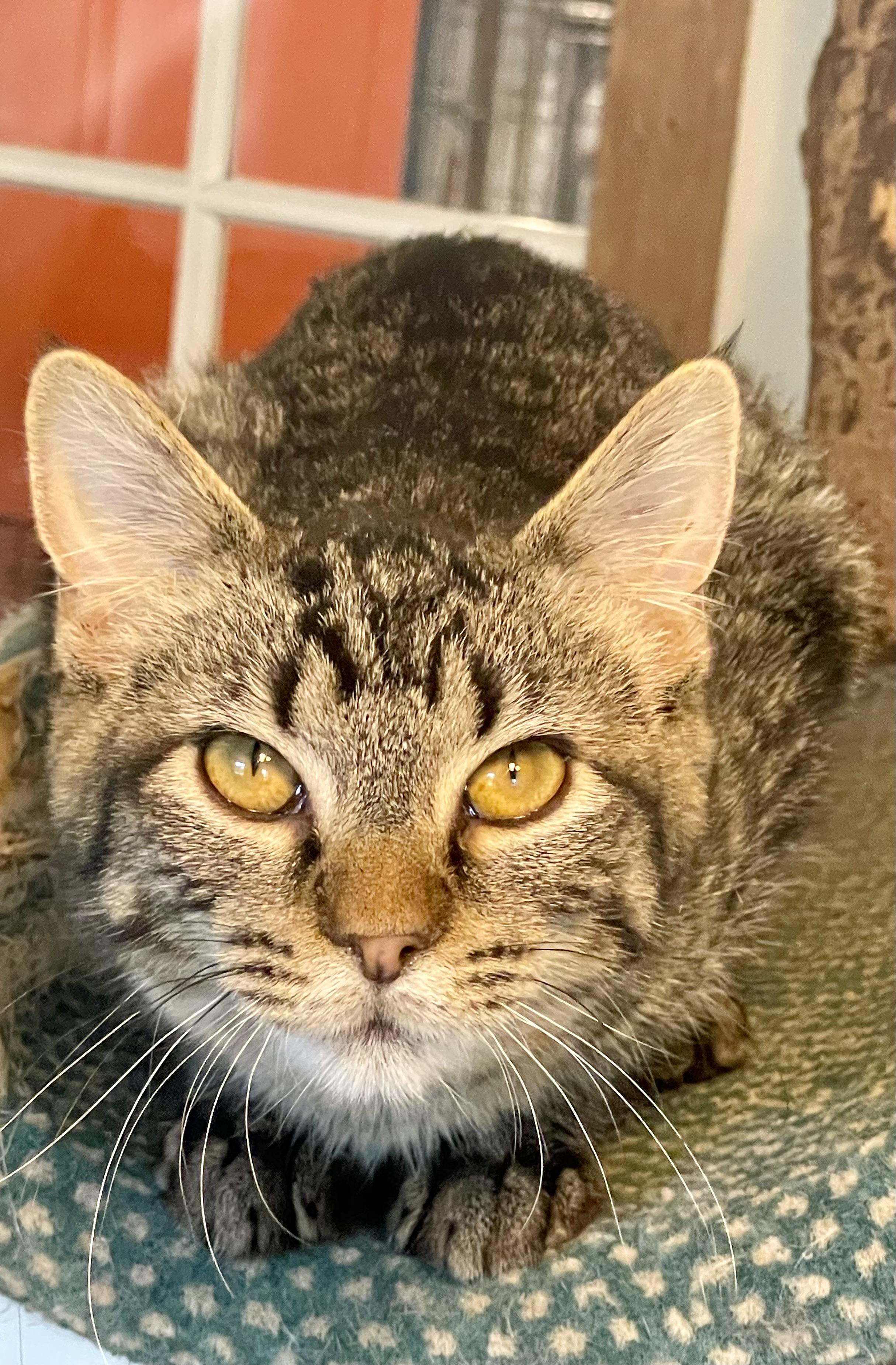 Enlarge Taylor, a Adoptable Tabby in Lacon, IL image 2/5