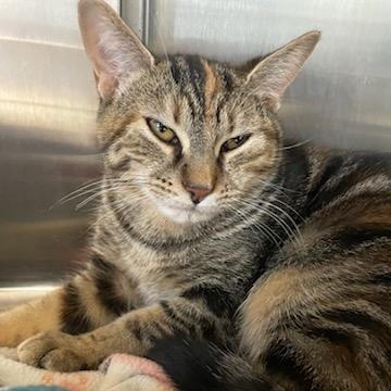 Enlarge Kimchi, a Adoptable Domestic Short Hair in Richboro, PA image 6/6