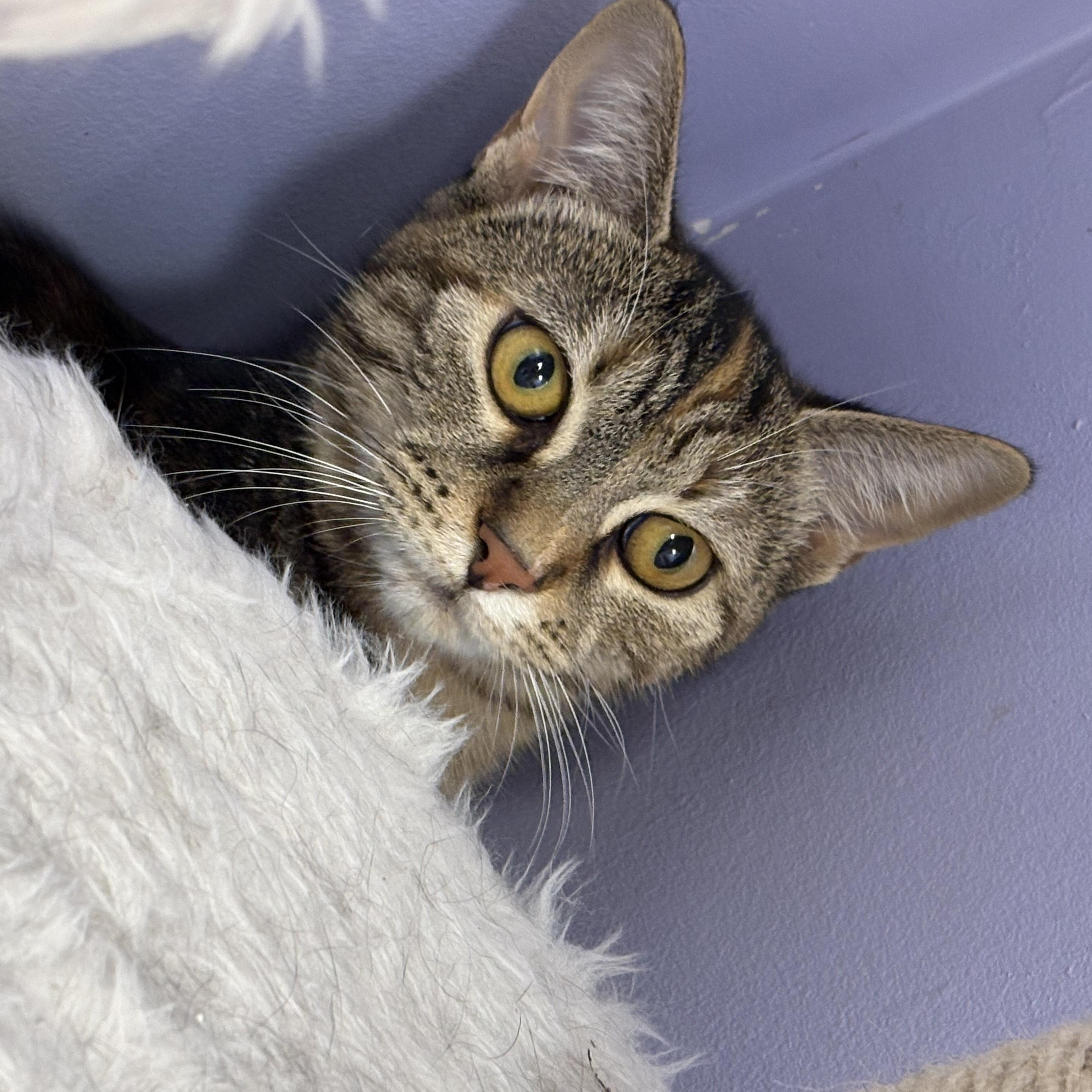 Enlarge Kimchi, a Adoptable Domestic Short Hair in Richboro, PA image 1/3
