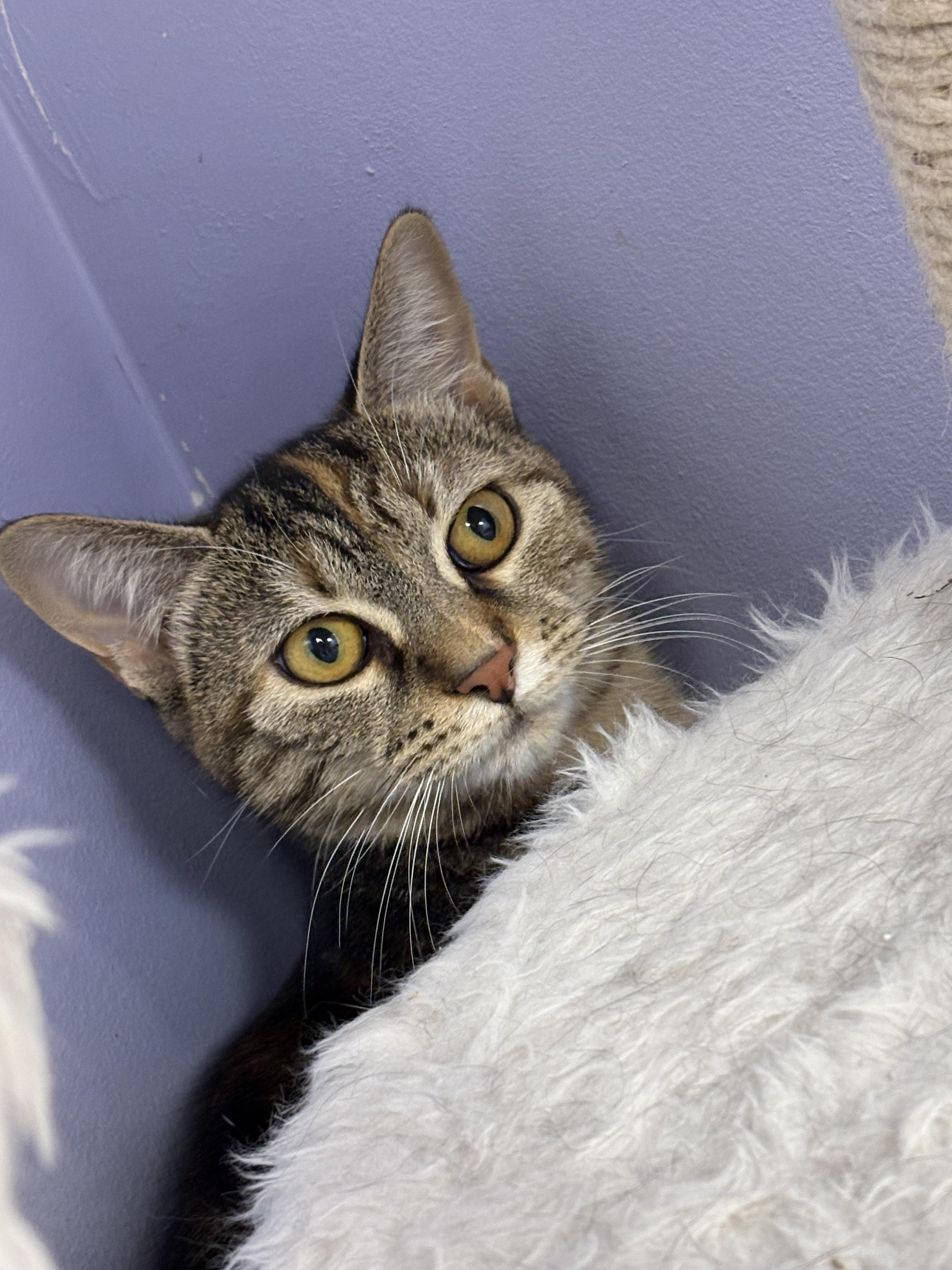 Enlarge Kimchi, a Adoptable Domestic Short Hair in Richboro, PA image 3/3