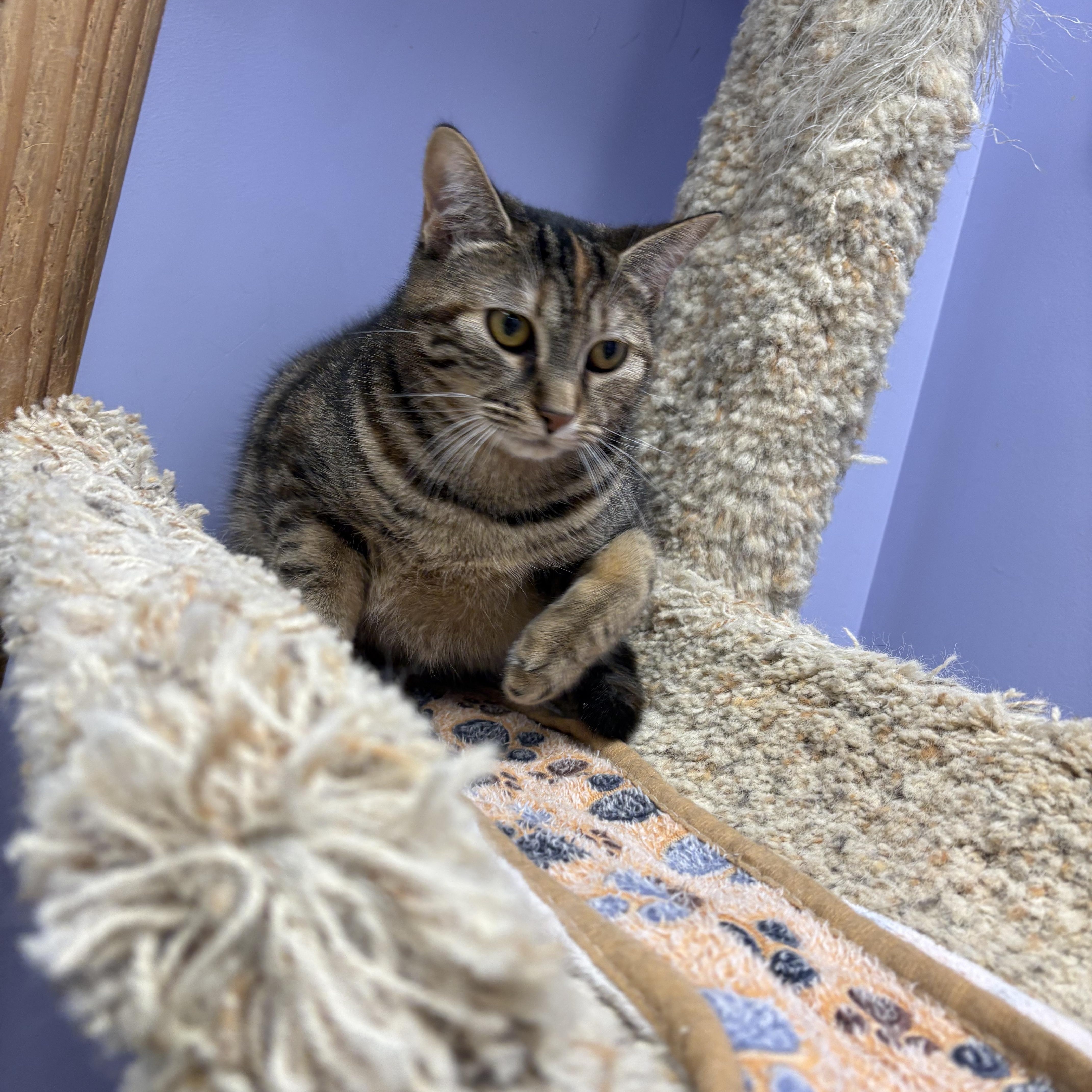 Enlarge Kimchi, a Adoptable Domestic Short Hair in Richboro, PA image 2/3