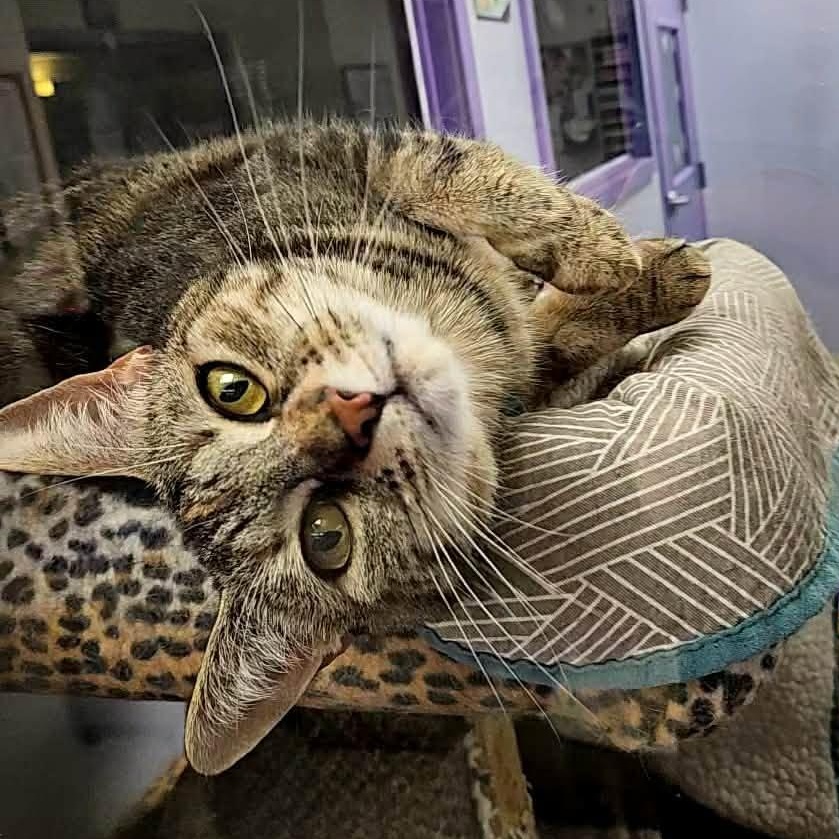 Kimchi, Adoptable, Young Female Domestic Short Hair.