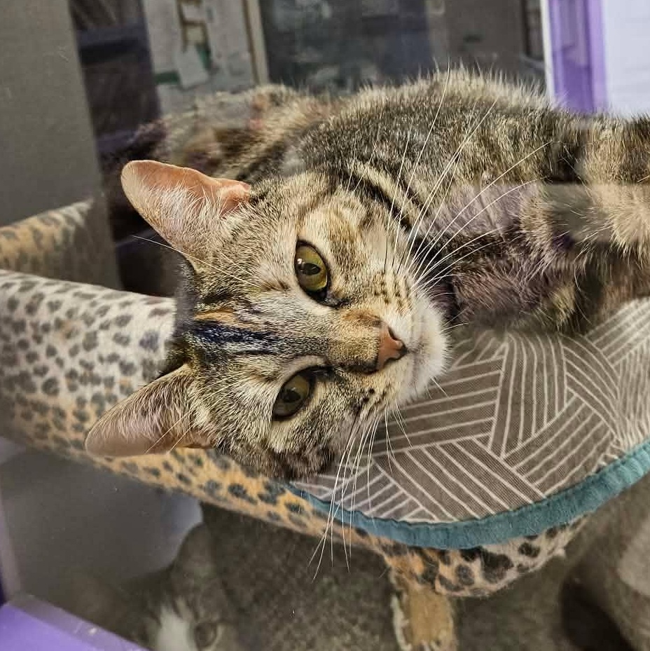 Enlarge Kimchi, a Adoptable Domestic Short Hair in Richboro, PA image 3/6