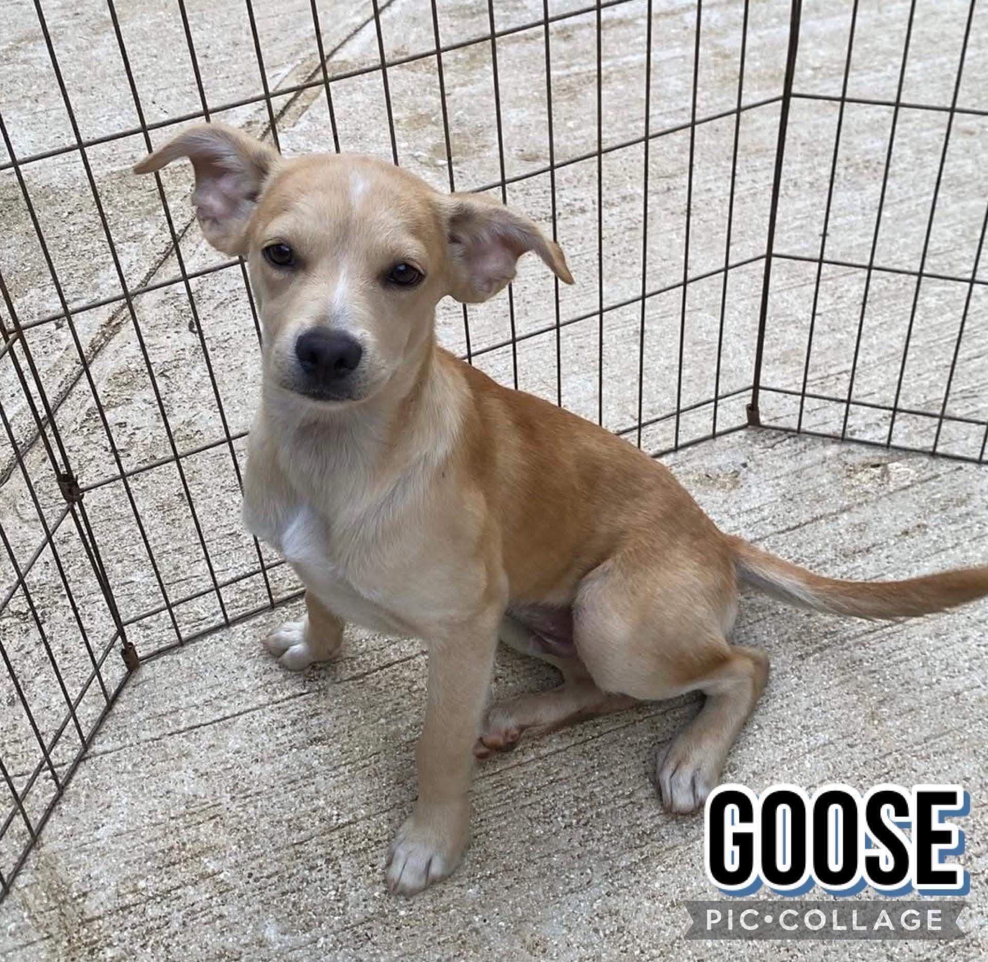 Goose, ADOPTABLE, Young Male Labrador Retriever.