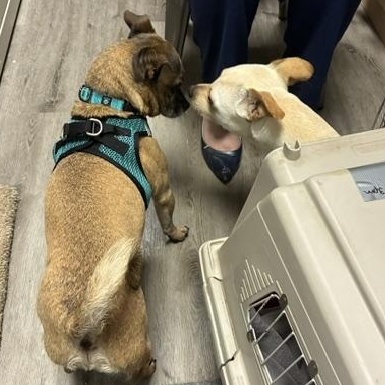 Benjamin, a ADOPTABLE mixed breed in Stanhope, NJ image 5/5
