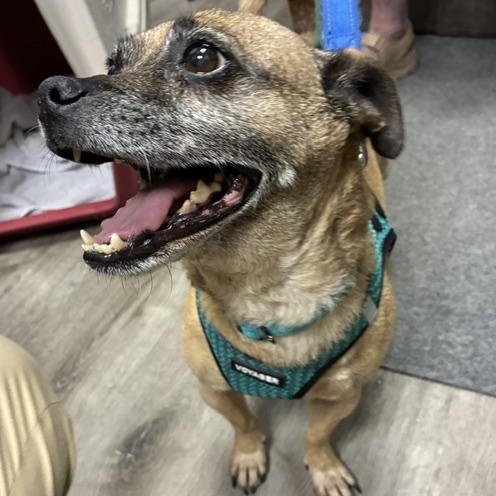 Benjamin, a ADOPTABLE mixed breed in Stanhope, NJ image 2/5