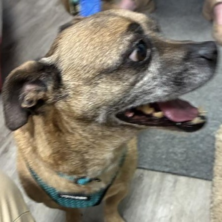 Benjamin, a ADOPTABLE mixed breed in Stanhope, NJ image 4/5