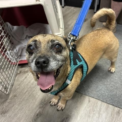Benjamin, a ADOPTABLE mixed breed in Stanhope, NJ image 3/5