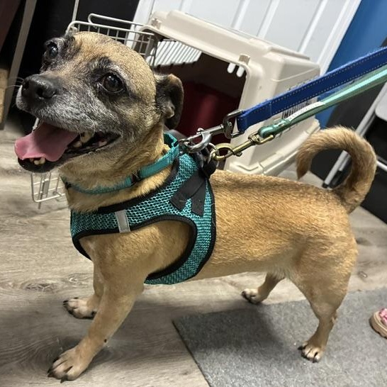 Benjamin, a ADOPTABLE mixed breed in Stanhope, NJ image 1/5