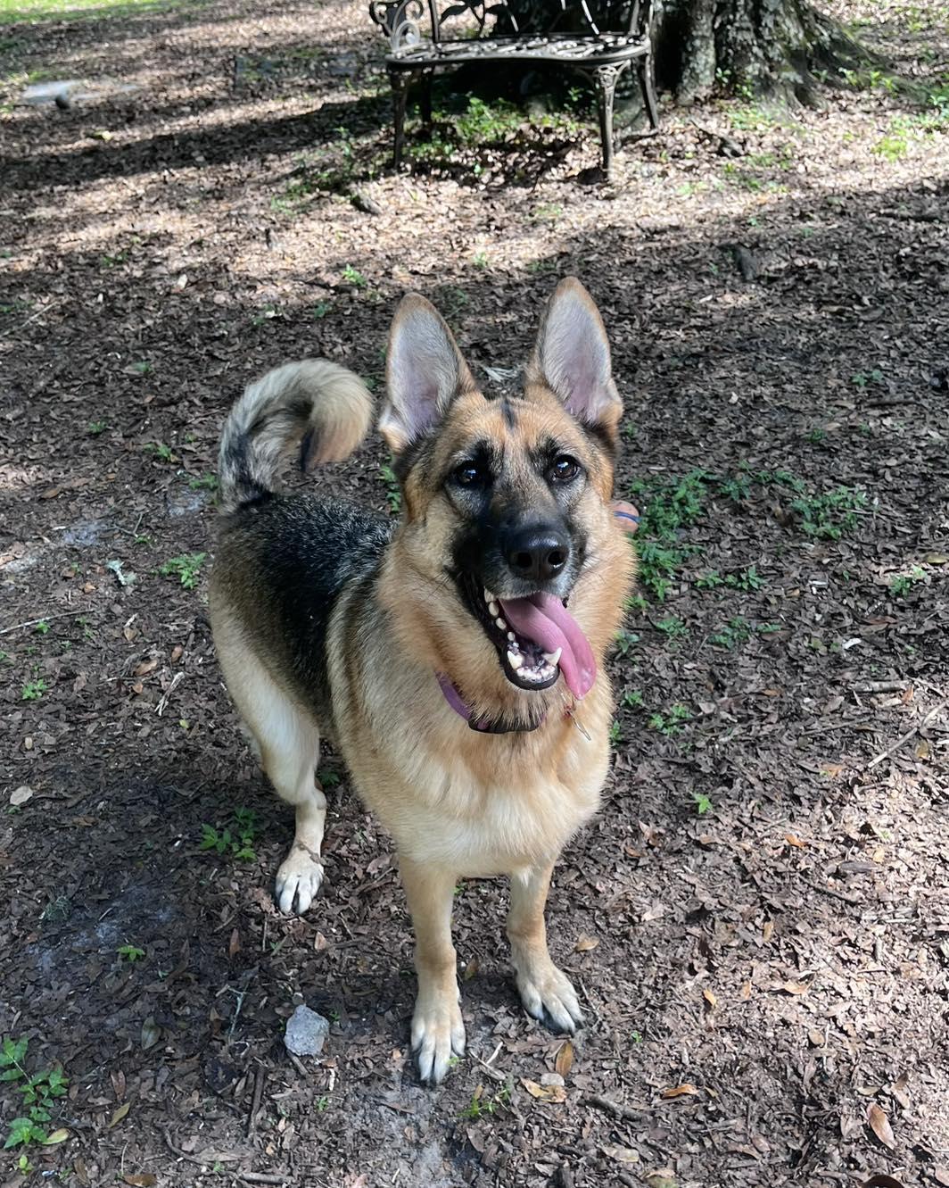 Nala, Adopted, Adult Female German Shepherd Dog.