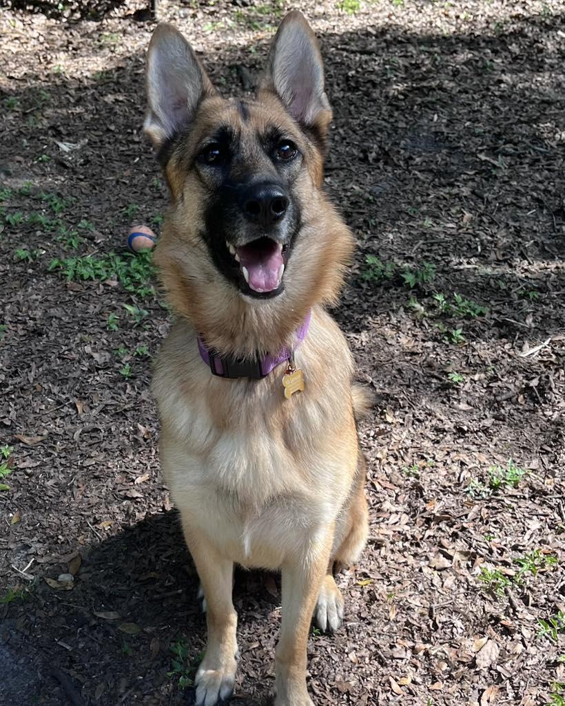 Nala, a Adopted German Shepherd Dog in Green Cove Springs, FL image 2/5