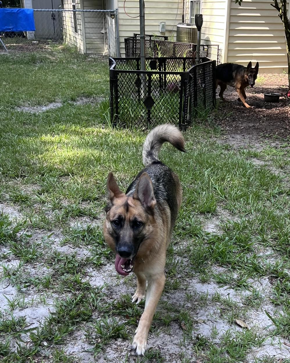 Nala, a Adopted German Shepherd Dog in Green Cove Springs, FL image 3/5