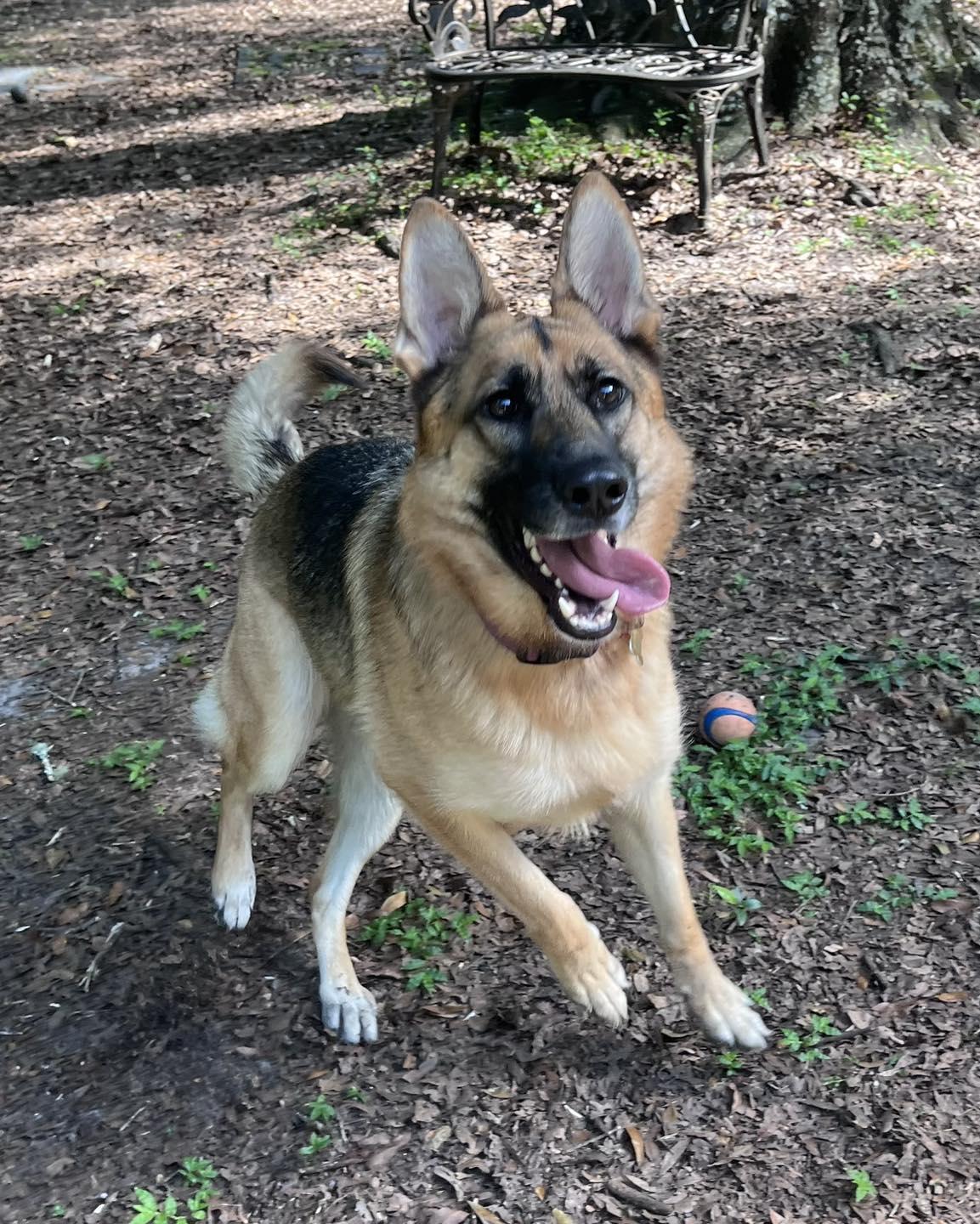 Nala, a Adopted German Shepherd Dog in Green Cove Springs, FL image 4/5