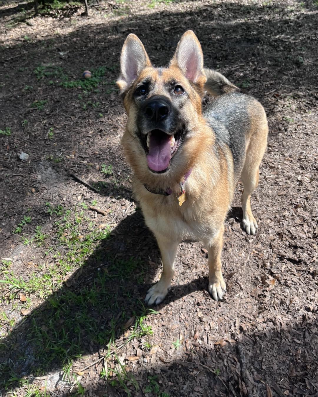 Nala, a Adopted German Shepherd Dog in Green Cove Springs, FL image 5/5