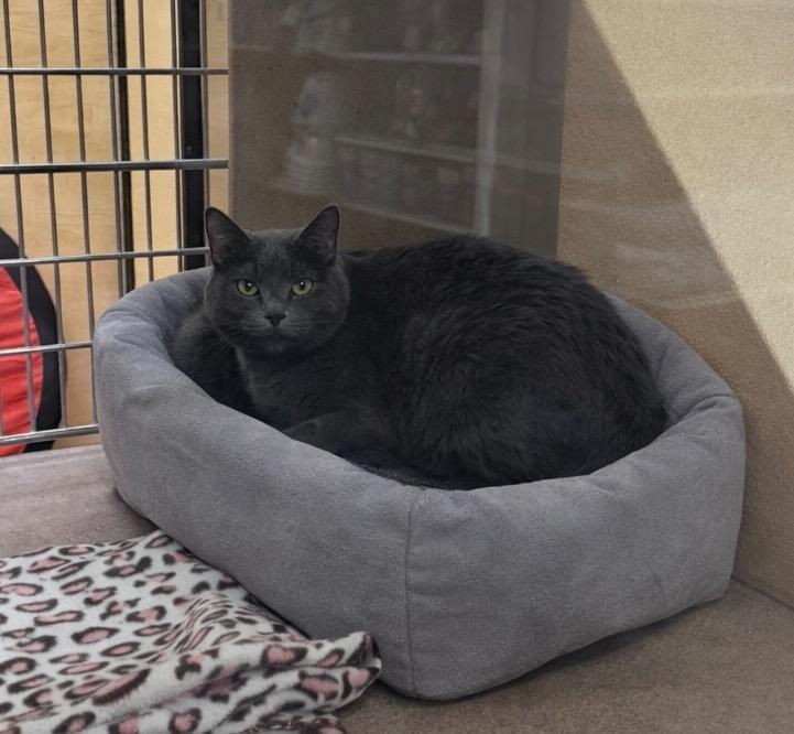 Madeline, Adoptable, Adult Female Domestic Short Hair.