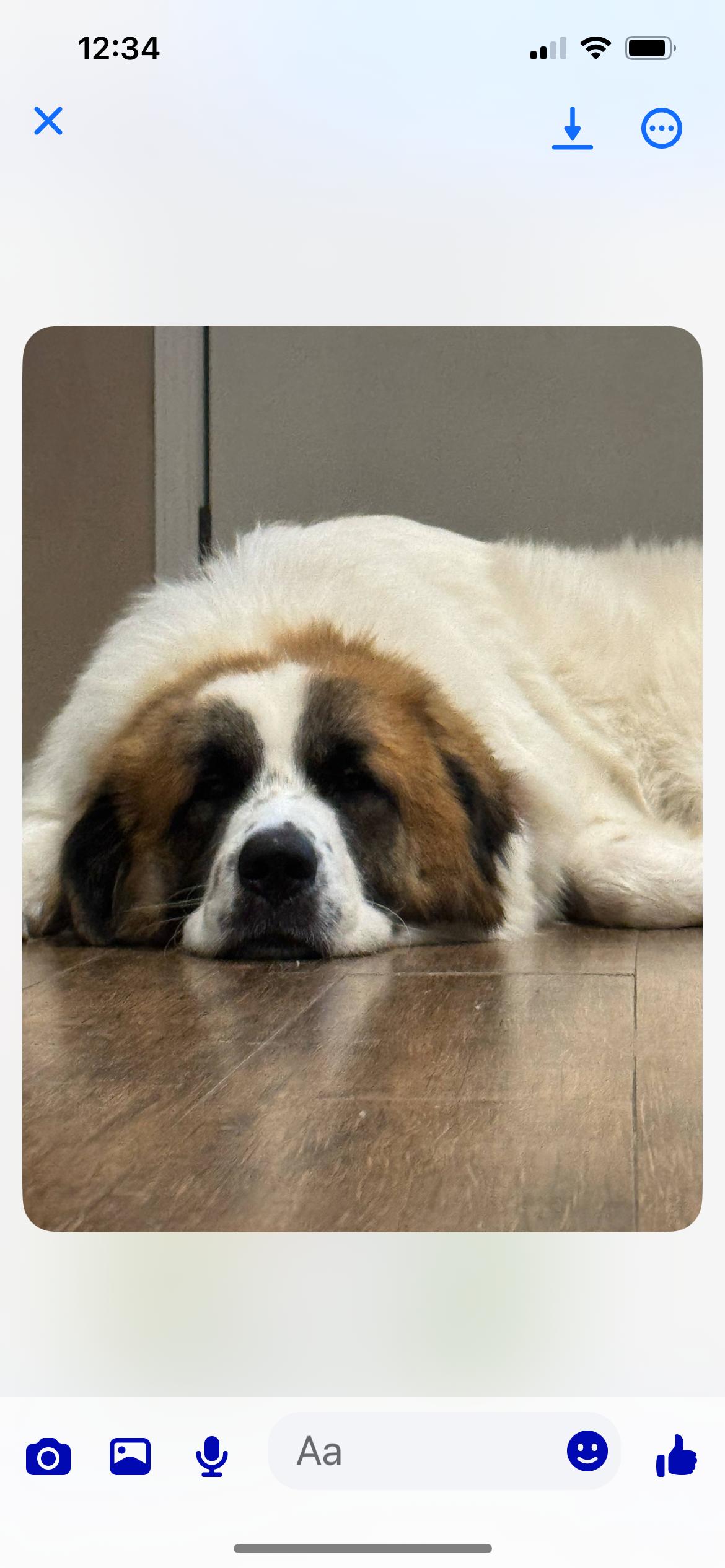 Buck, Adult Male Saint Bernard