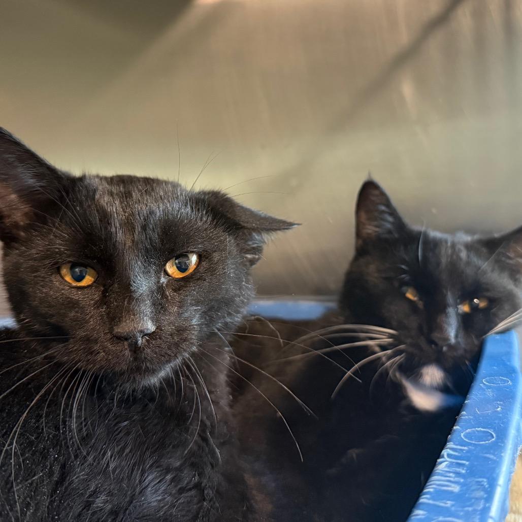 Enlarge Midnight-Baby, a Adoptable Domestic Short Hair in Cedaredge, CO image 1/4