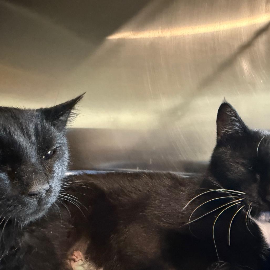 Enlarge Midnight-Baby, a Adoptable Domestic Short Hair in Cedaredge, CO image 2/4