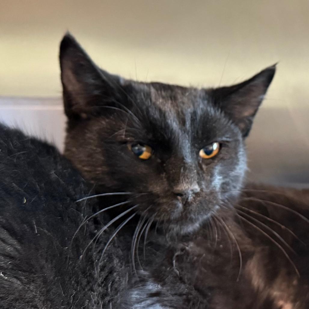 Enlarge Midnight-Baby, a Adoptable Domestic Short Hair in Cedaredge, CO image 3/4