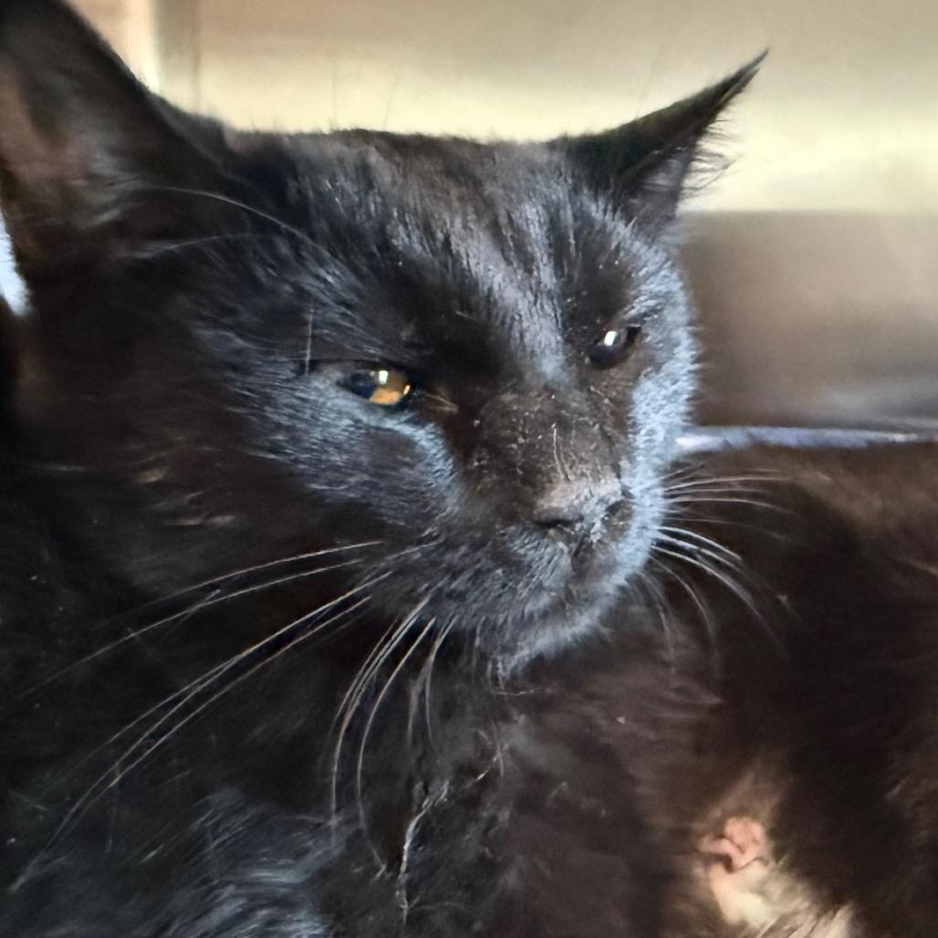 Enlarge Midnight-Baby, a Adoptable Domestic Short Hair in Cedaredge, CO image 4/4
