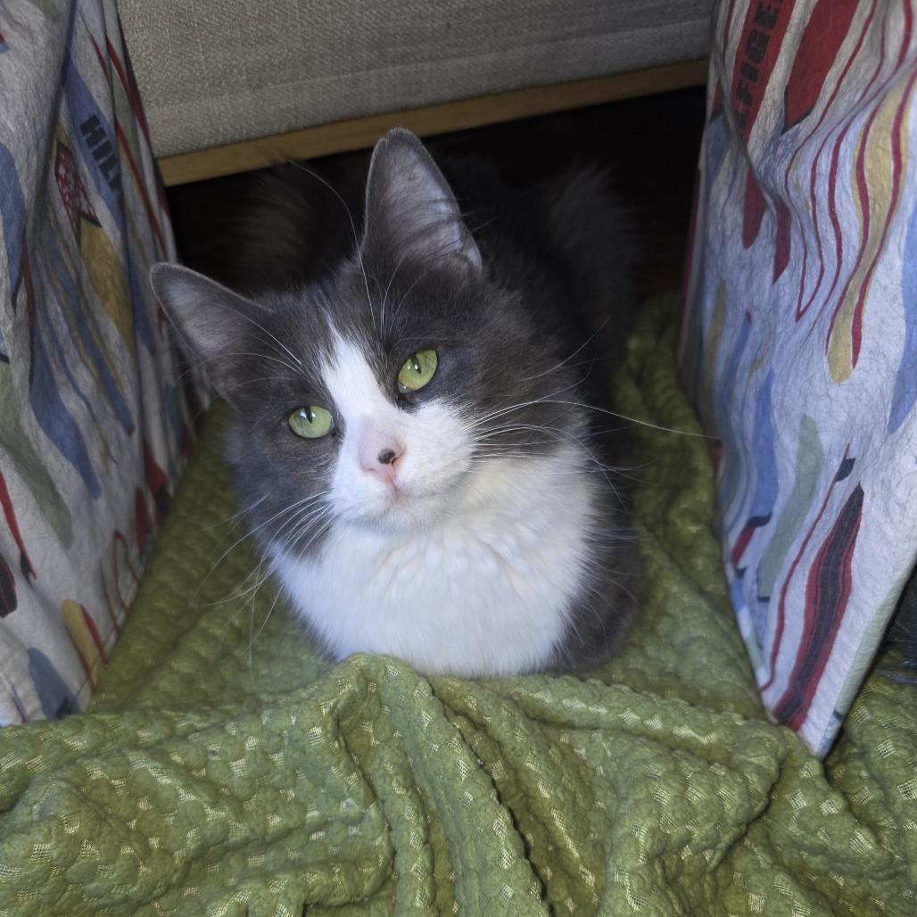 Pearl, Adoptable, Adult Female Domestic Long Hair.