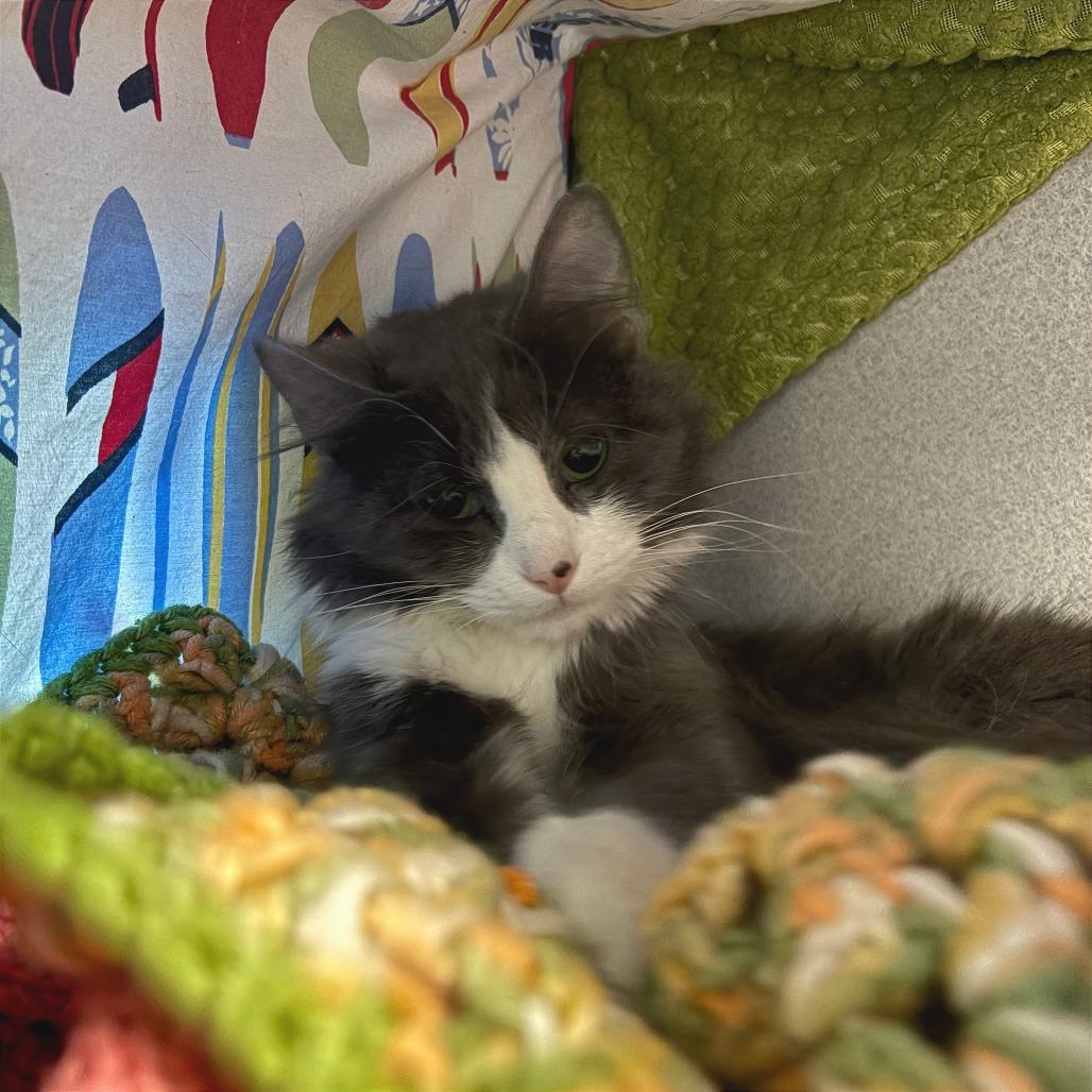 Enlarge Pearl, a Adoptable Domestic Long Hair in Hailey, ID image 1/4