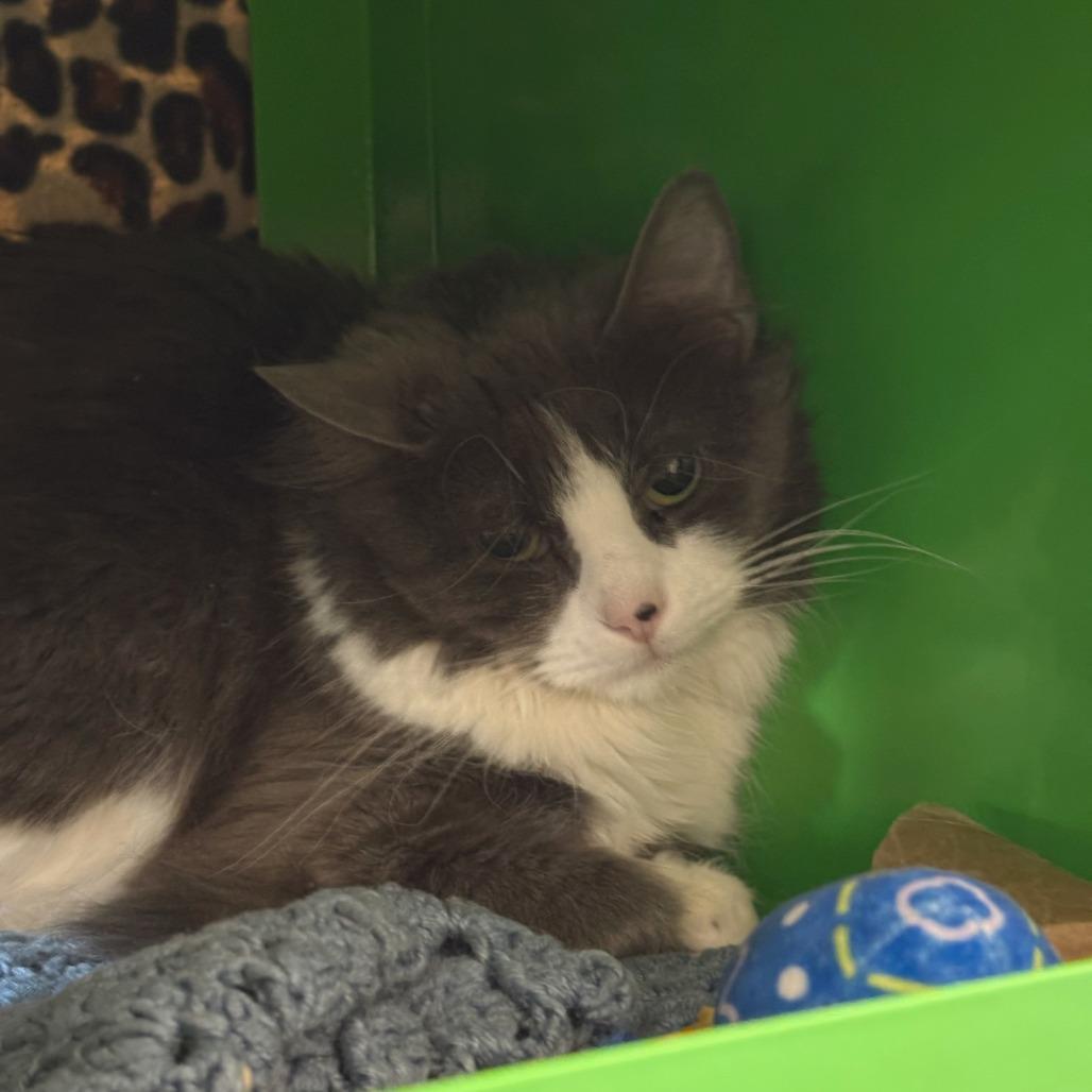 Enlarge Pearl, a Adoptable Domestic Long Hair in Hailey, ID image 2/4