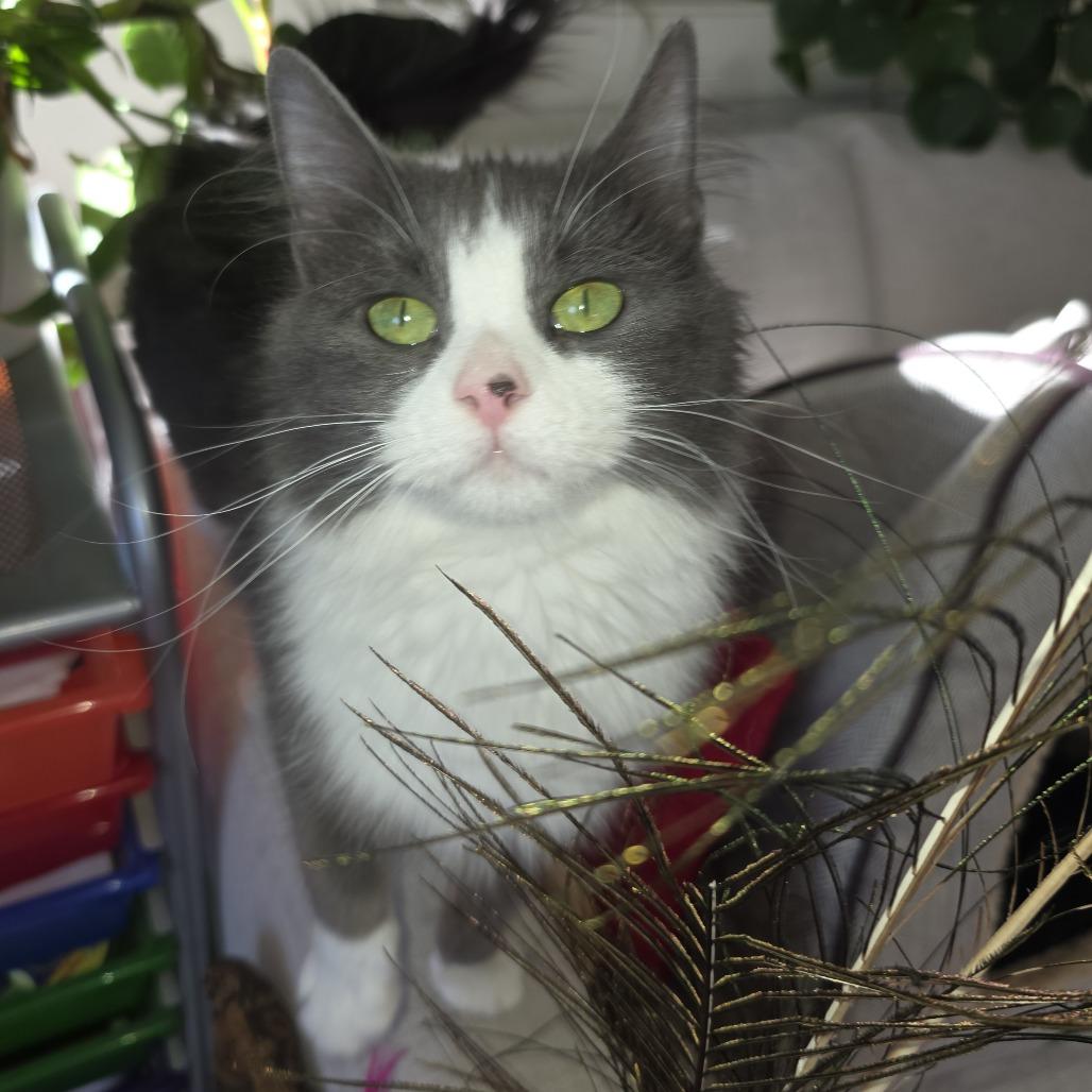 Enlarge Pearl, a Adoptable Domestic Long Hair in Hailey, ID image 4/6