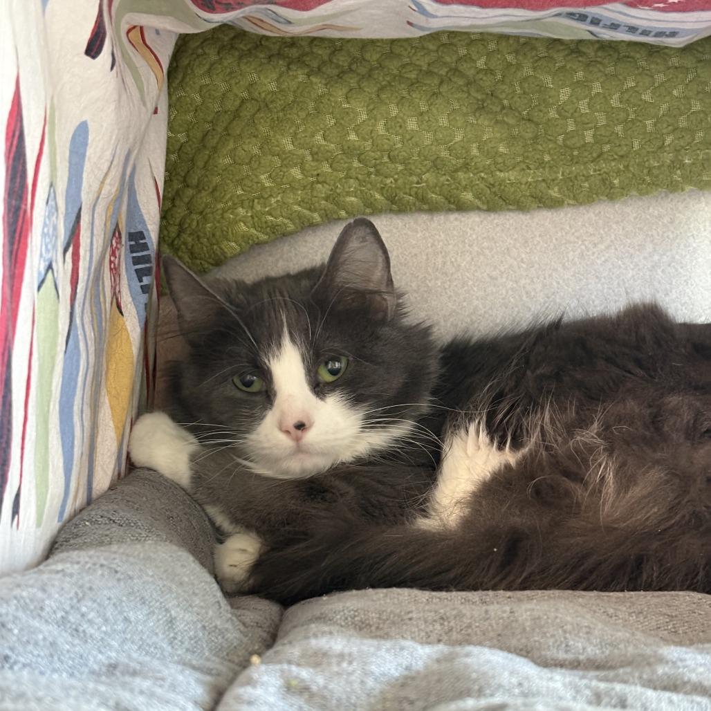 Enlarge Pearl, a Adoptable Domestic Long Hair in Hailey, ID image 3/4