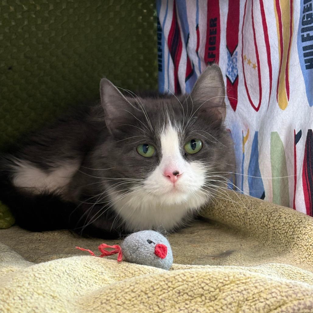 Enlarge Pearl, a Adoptable Domestic Long Hair in Hailey, ID image 4/4