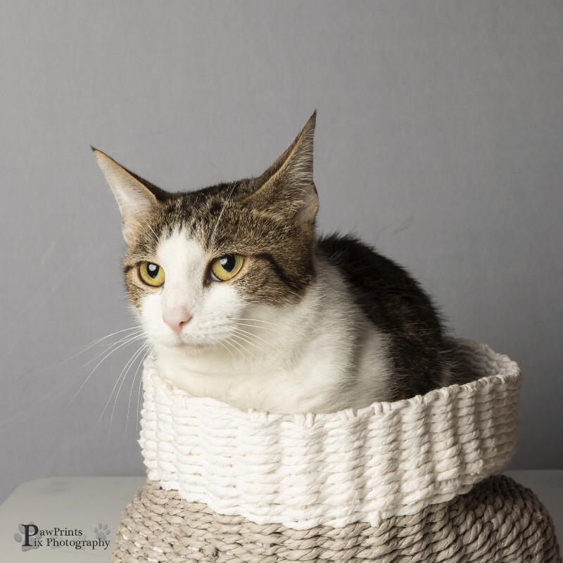 Nadia, Adoptable, Adult Female Domestic Short Hair.