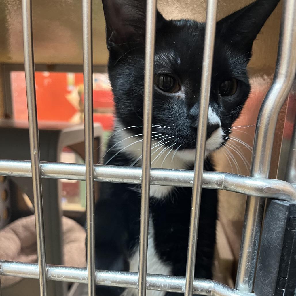 Charlie 6, Adoptable, Young Male Domestic Short Hair.
