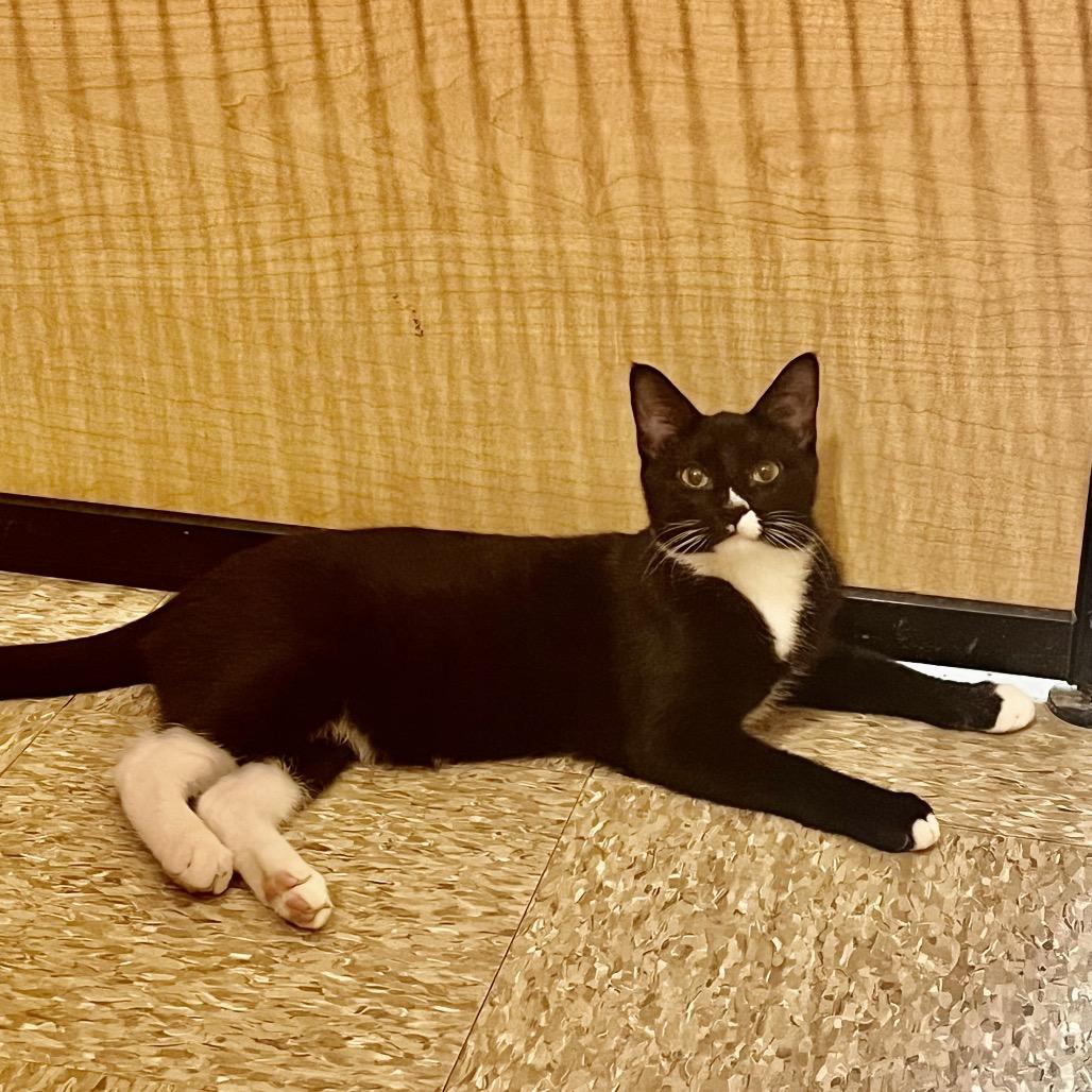 Enlarge Charlie 6, a Adoptable Domestic Short Hair in Newcastle, OK image 2/3