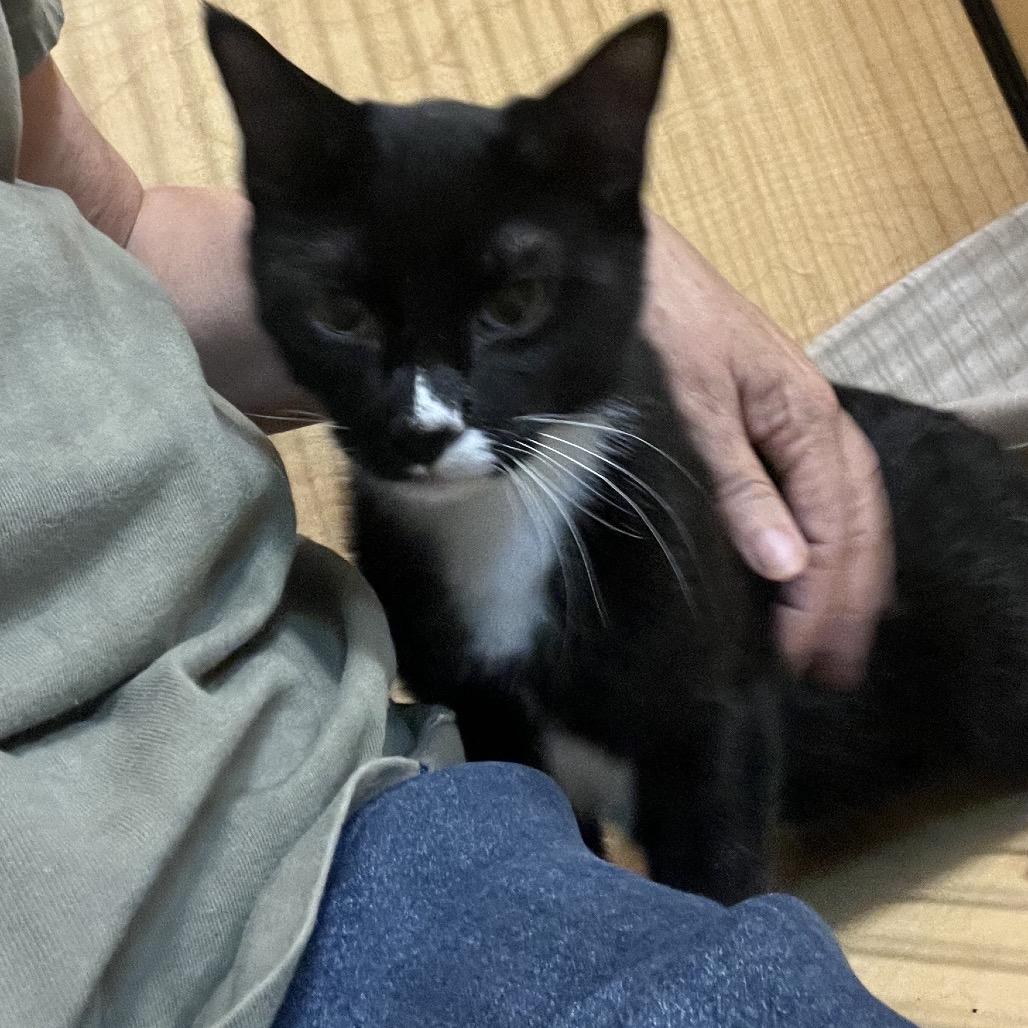 Enlarge Charlie 6, a Adoptable Domestic Short Hair in Newcastle, OK image 3/3