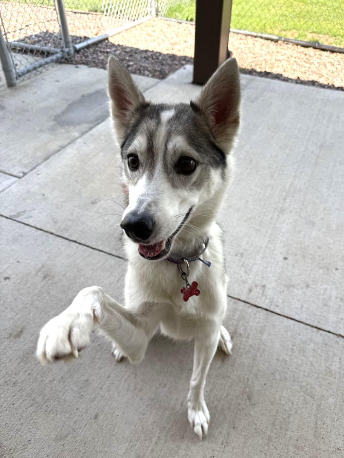 Wile E, Adult Male Husky
