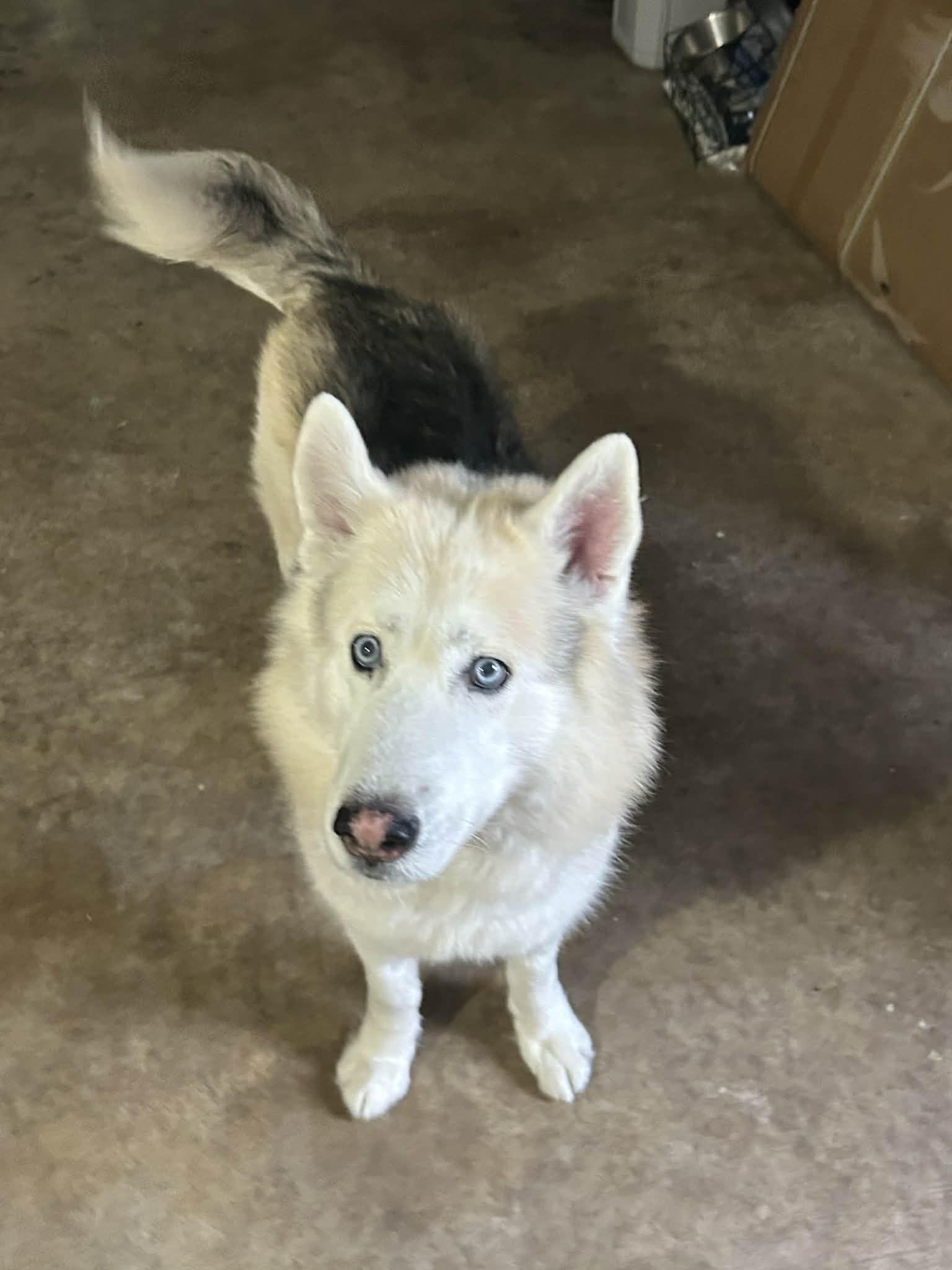 Thumper, a ADOPTABLE Husky in New Smyrna Beach, FL image 4/4